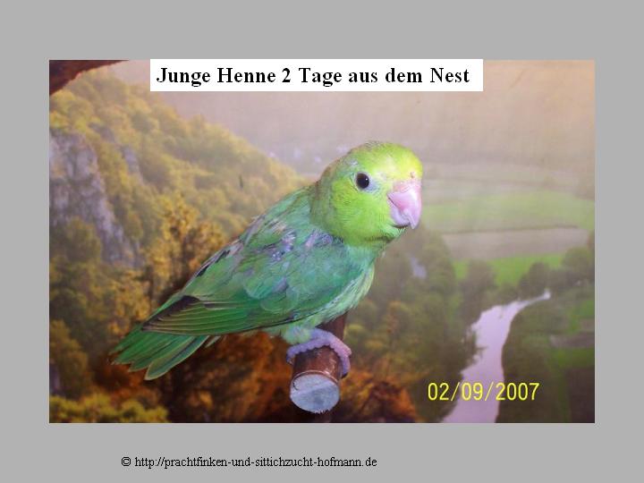 Blaugenick Sperlingspapgei, Forpus Coelestis, Pacific Parrotlet, Lesson